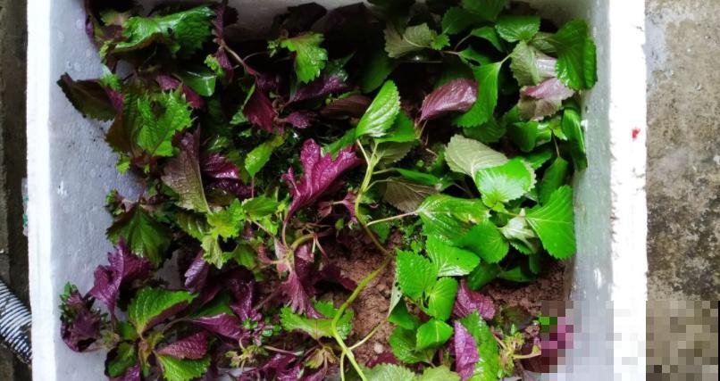 紫苏在家就能种,出锅前扔几片到锅里,喝汤喝上瘾! 紫苏在家就能种,出锅前扔几片到锅里,喝汤喝上瘾!