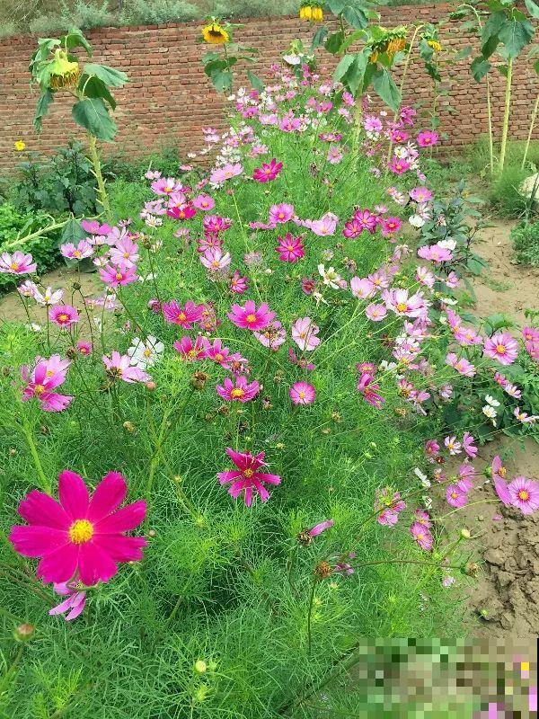 有院子的话，种这6种花，沾土就活一大片