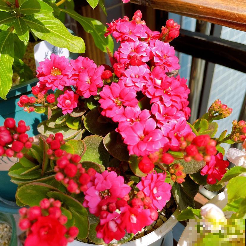 5种花吸引力太强,养好一盆,就会越来越上瘾 5种花吸引力太强,养好一盆,就会越来越上瘾