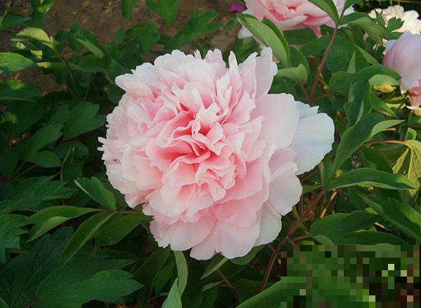 4种花，越凉爽长得越好，太热反而不开花