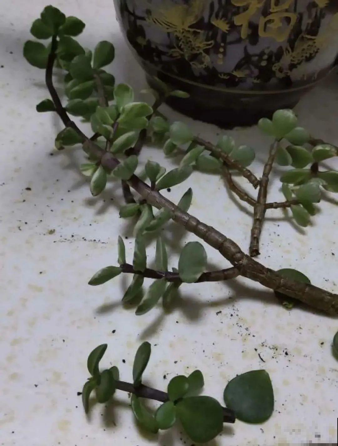 现在扦插超好活，剪根枝，捂3天，冒出狗牙根！