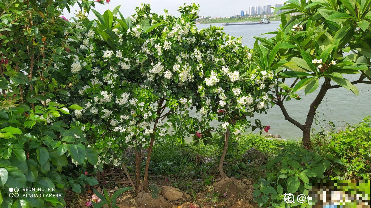 七旬老人在江边荒地养花，6年间种出花园，实在令人钦佩！