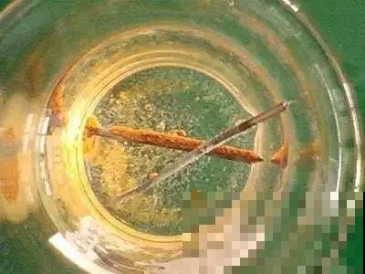 铁锈水浇花真的好用吗？看完这篇，养花才能不“踩雷”！