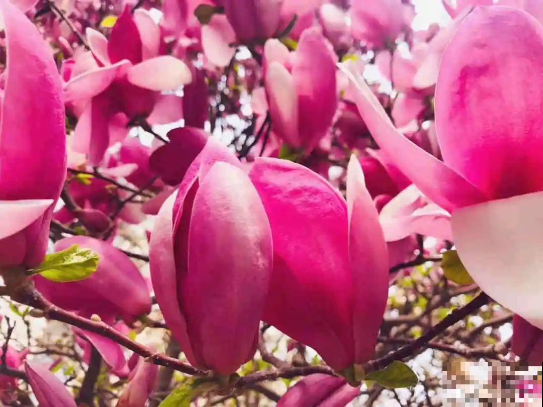 16种花，能养成传家宝，养个几十年没问题