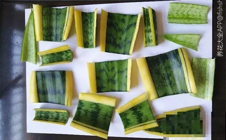 现在扦插超好活，剪根枝，捂3天，冒出狗牙根！