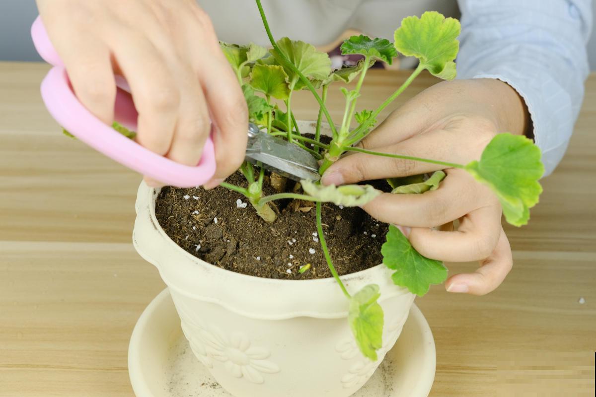 家里的植物叶子发黄?用了这几招,叶子亮的绿油油! 家里的植物叶子发黄?用了这几招,叶子亮的绿油油!