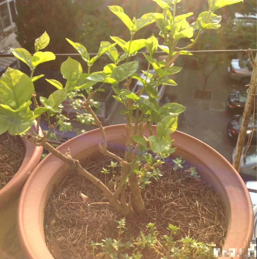 春天花要苏醒了，快施肥，新芽狂窜不断