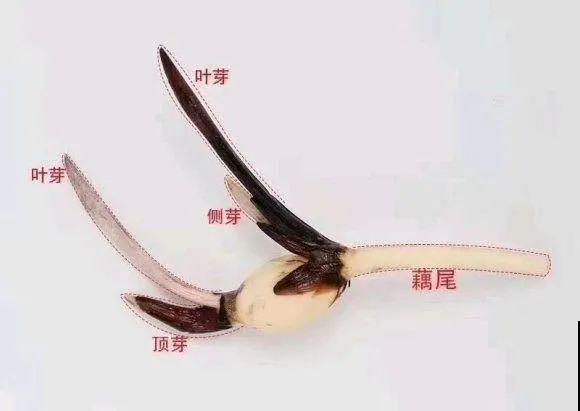 春天给花分株，1盆变成多盆，很快爆盆