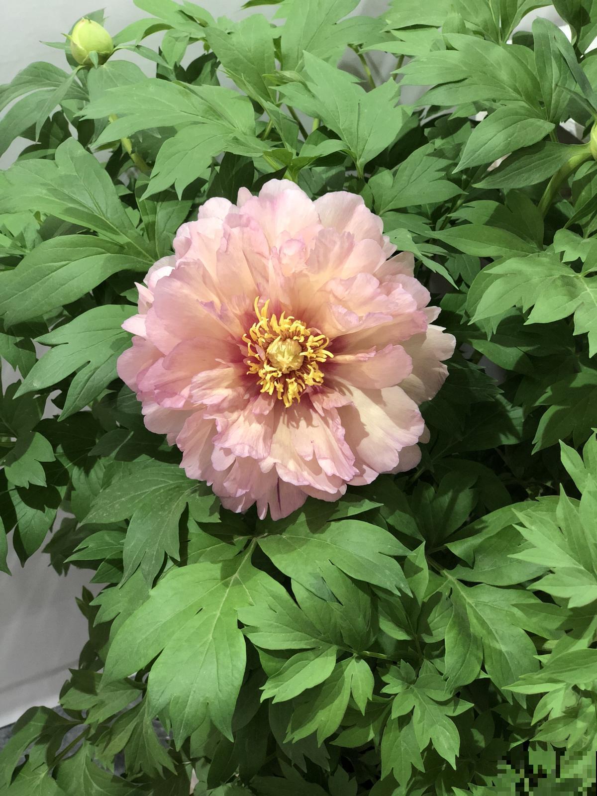 还分不清芍药和牡丹?了解这5点,教你轻松辨别! 还分不清芍药和牡丹?了解这5点,教你轻松辨别!