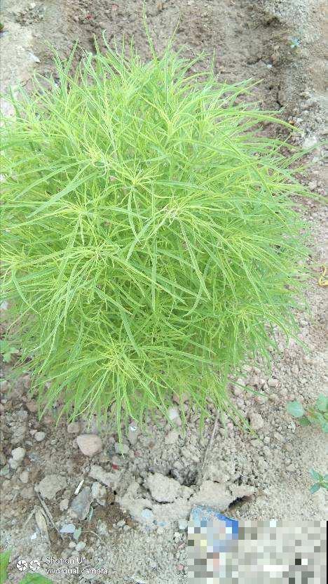 小时候院子里常见的地肤草，原来就是笤帚苗，长知识了！
