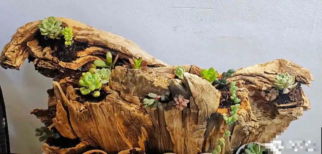 路边别人丢的大花盆，看着眼馋，好想捡回家