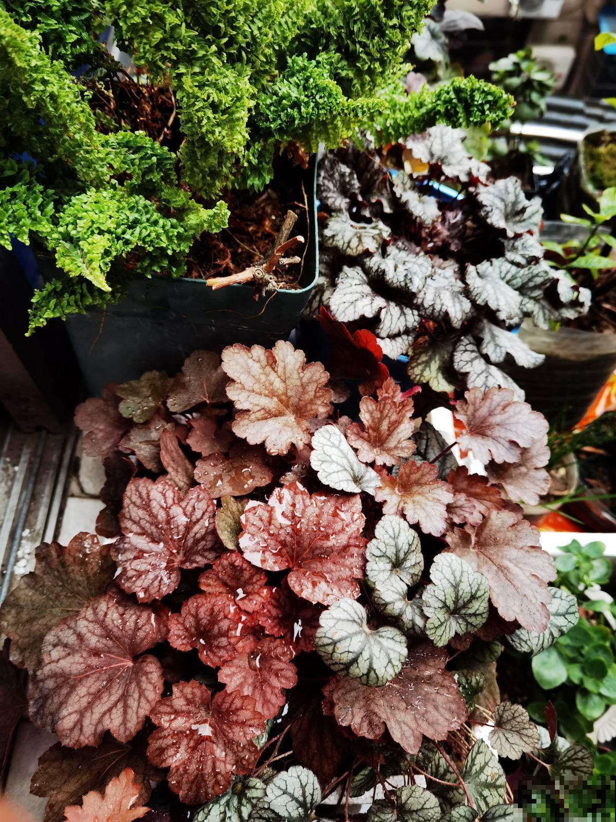 阴暗潮湿角落养4种花，耐阴耐潮湿，开花超美