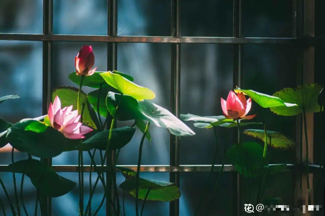 多肉一开花,颜值瞬间高八度,太美了! 多肉一开花,颜值瞬间高八度,太美了!