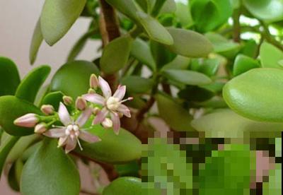玉树这么养，做好这4个小细节，轻松养成“传家宝”！