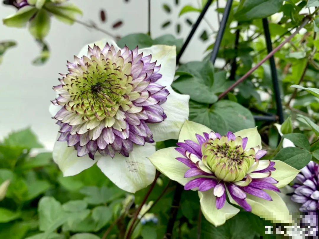 零下20℃，冻不死的花，不用搬进屋！