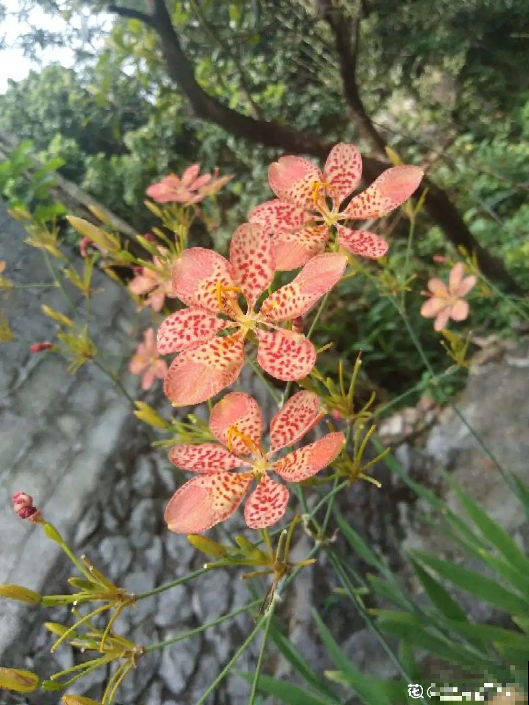 有些花名字太奇葩，叫出口太尴尬，开花却很美