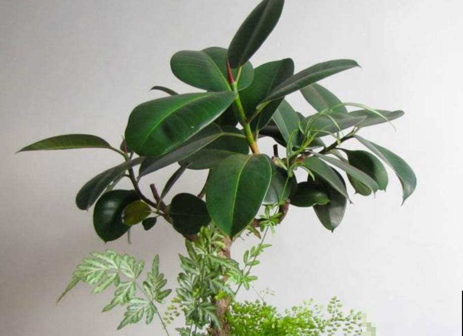 掌握养护方法，橡皮树真的能养成“树”，越养越值钱！