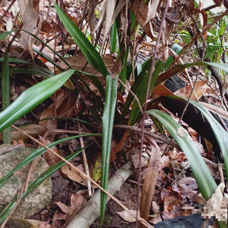 曼陀罗花不能养在家里，对身体不好，还可能招来麻烦