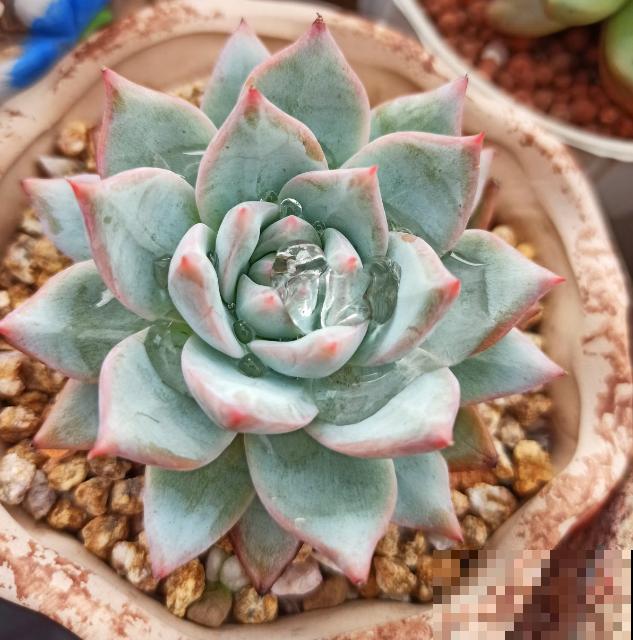 包邮区的多肉，1年就开挂了，完美逆袭