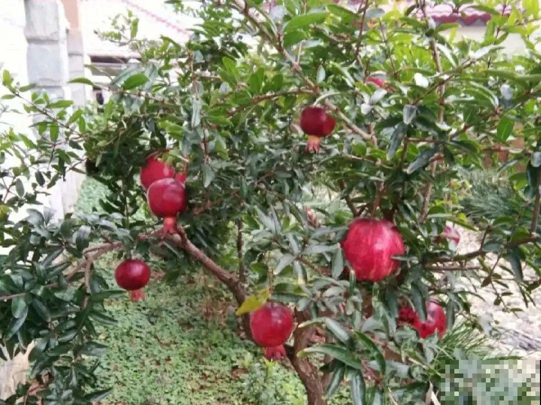 大门口种棵花，吉利又好看，镇宅保平安