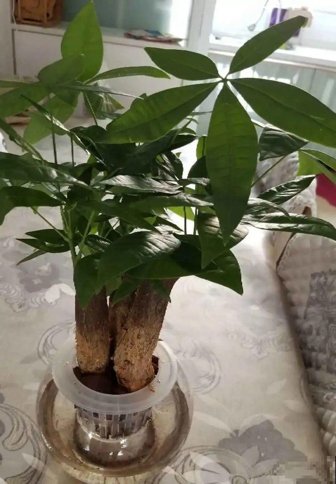 8种难养的花，脱土脱盆泡水里，越浇水长得越旺！