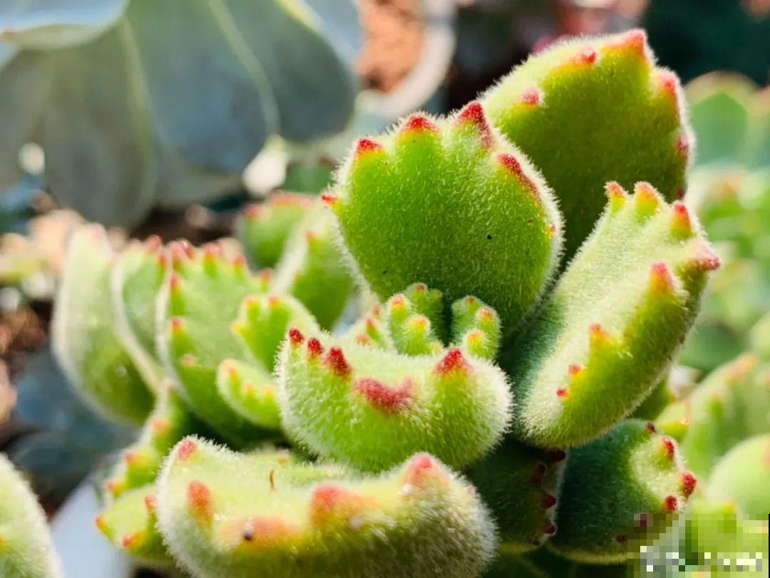 小阳台也能养多肉，一尺一寸，都是繁华！