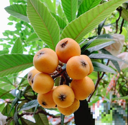 黄色小果太美味，奈何贵，阳台种一棵，果实挂满枝！