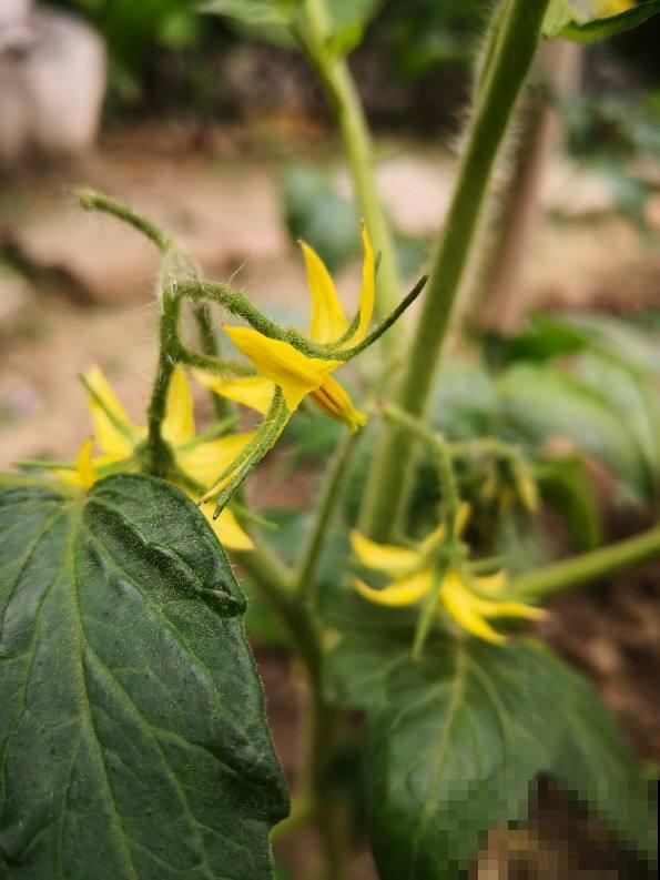 小时候常见的蔬菜花，城里少见，现在的孩子都不认识了！