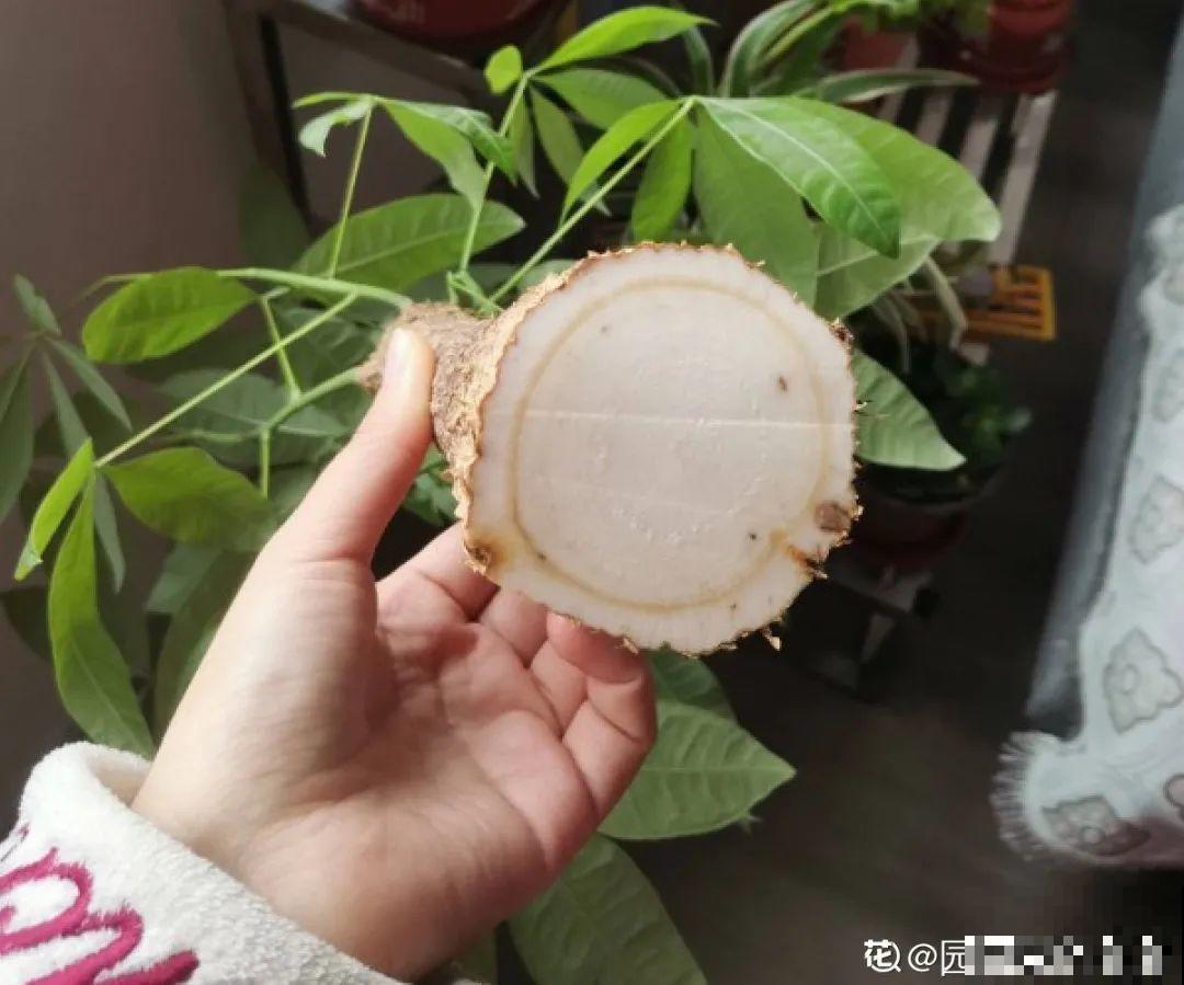 腊月养花禁忌，一定要保暖，不然花很快就死