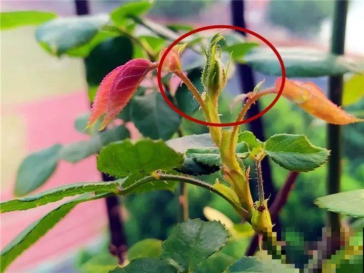 带花芽的枝条不能修剪，未来全是花苞，一剪就亏了