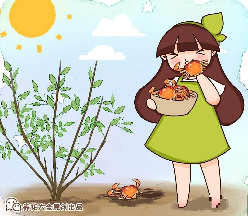 你了解养花肥料吗？肥料知识大全，学会你就是养花高手！