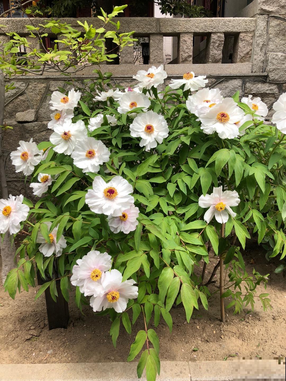 2021赏花时间表，记好这些时间，再也不怕错过花期！