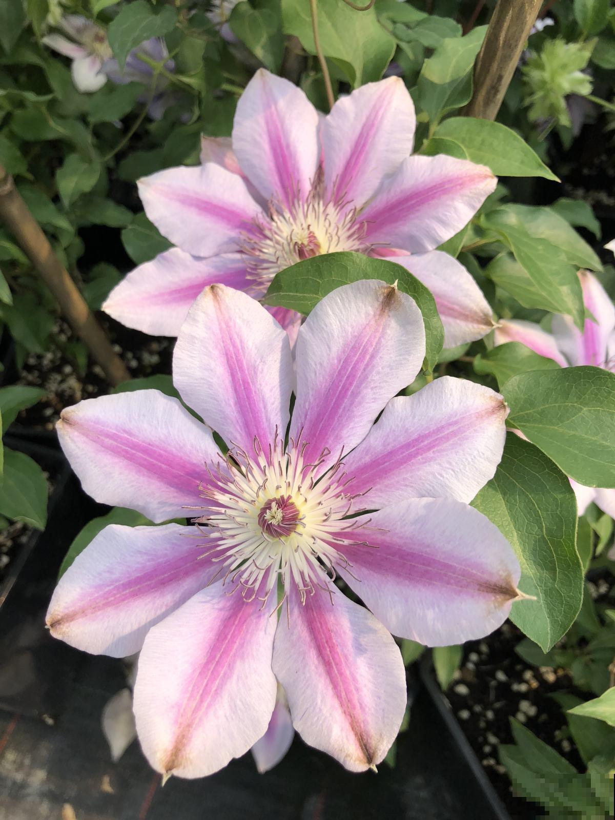 养不好铁线莲?掌握3点养护方法,轻松“爬满”整个阳台 养不好铁线莲?掌握3点养护方法,轻松“爬满”整个阳台