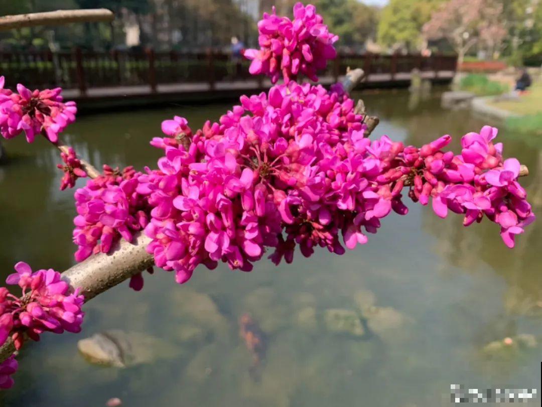 7种花先开花后长叶，颜值超高，养一盆爱一盆