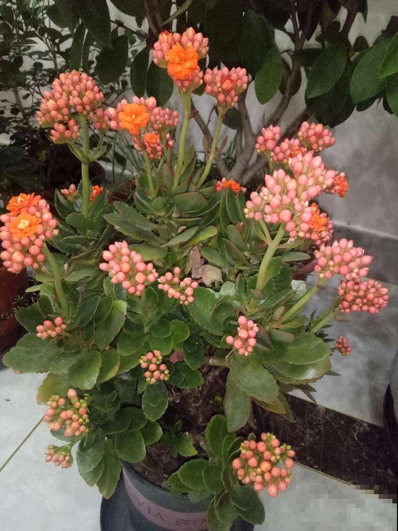 春天快到了，植物容易遭受虫害，学会治疗方法最重要