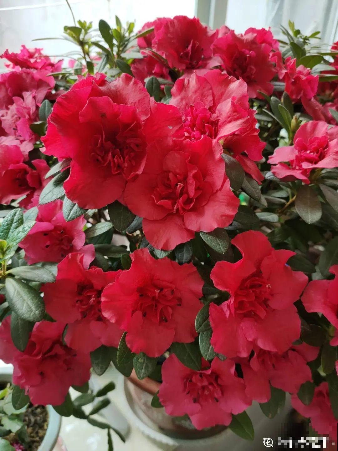 “短命”年宵花，买一盆枯一盆，太心疼