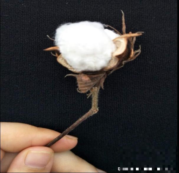 棉花那毛茸茸一团，其实不是花，原来叫种子纤维