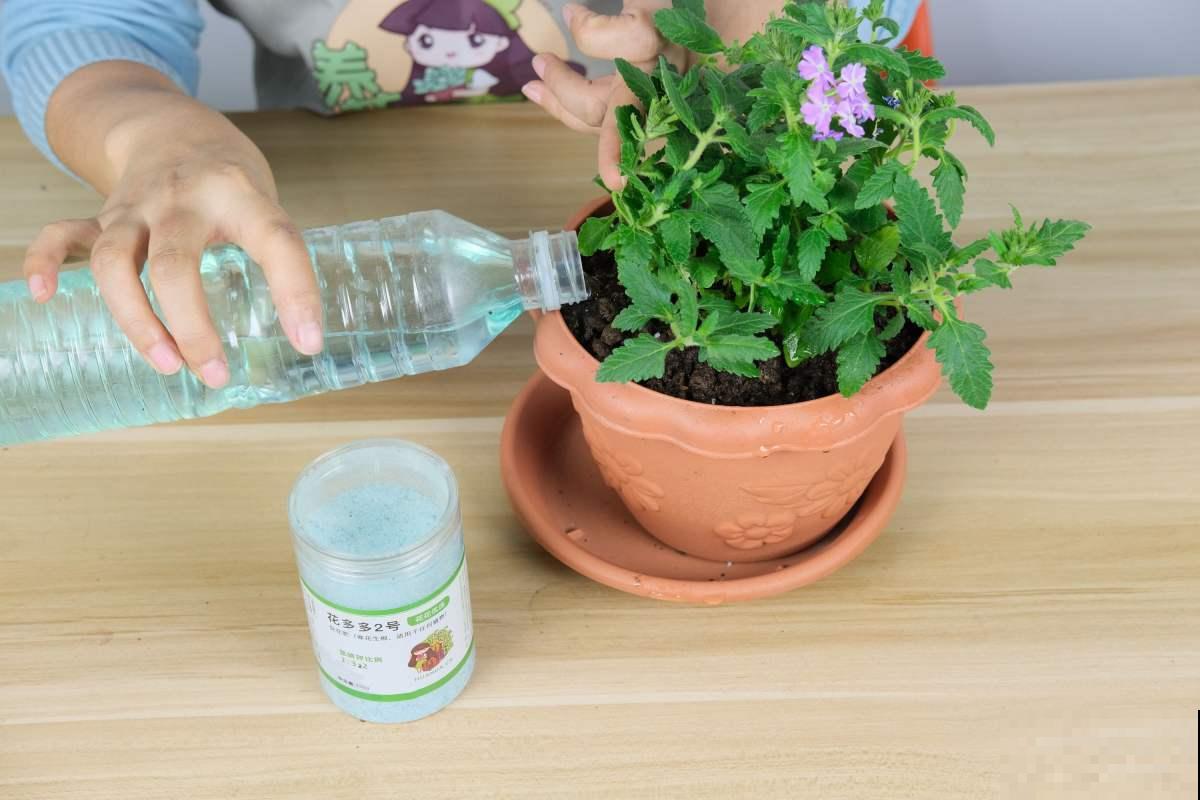 颜值超级高的“美女樱”，掌握养护方法，越养越漂亮！