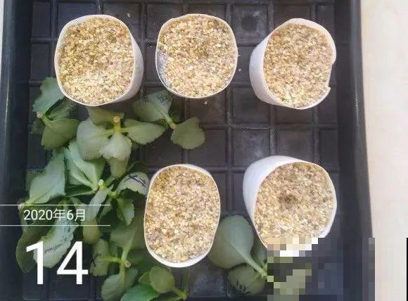 长寿花超全大养护，养爆盆的秘密，全在这里！