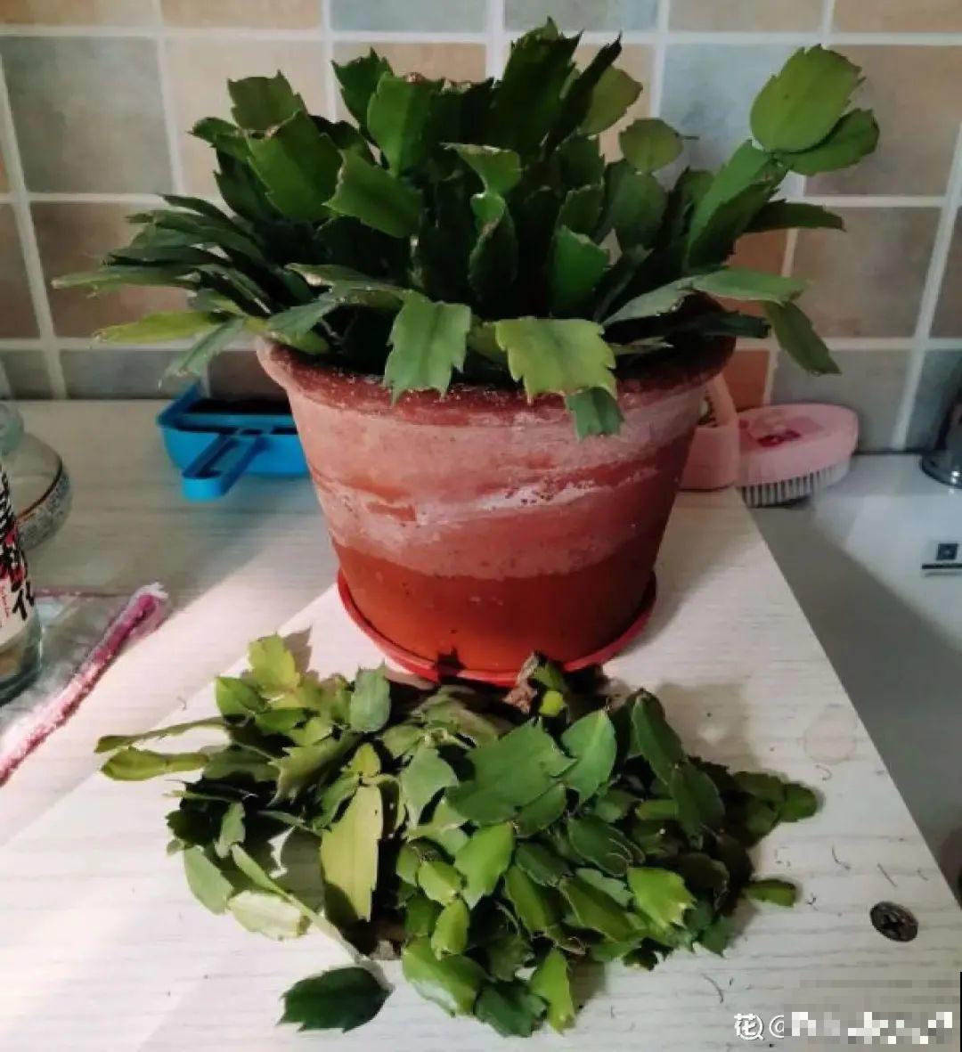 3月是给花剃头的好时机,现在狠心剪,下月就开花 3月是给花剃头的好时机,现在狠心剪,下月就开花