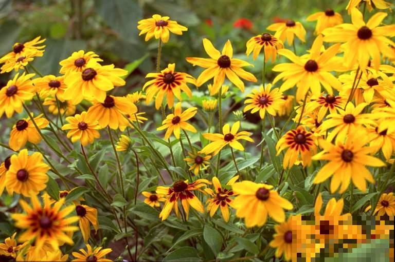 超级美的10种菊花,五彩缤纷,太好看了! 超级美的10种菊花,五彩缤纷,太好看了!