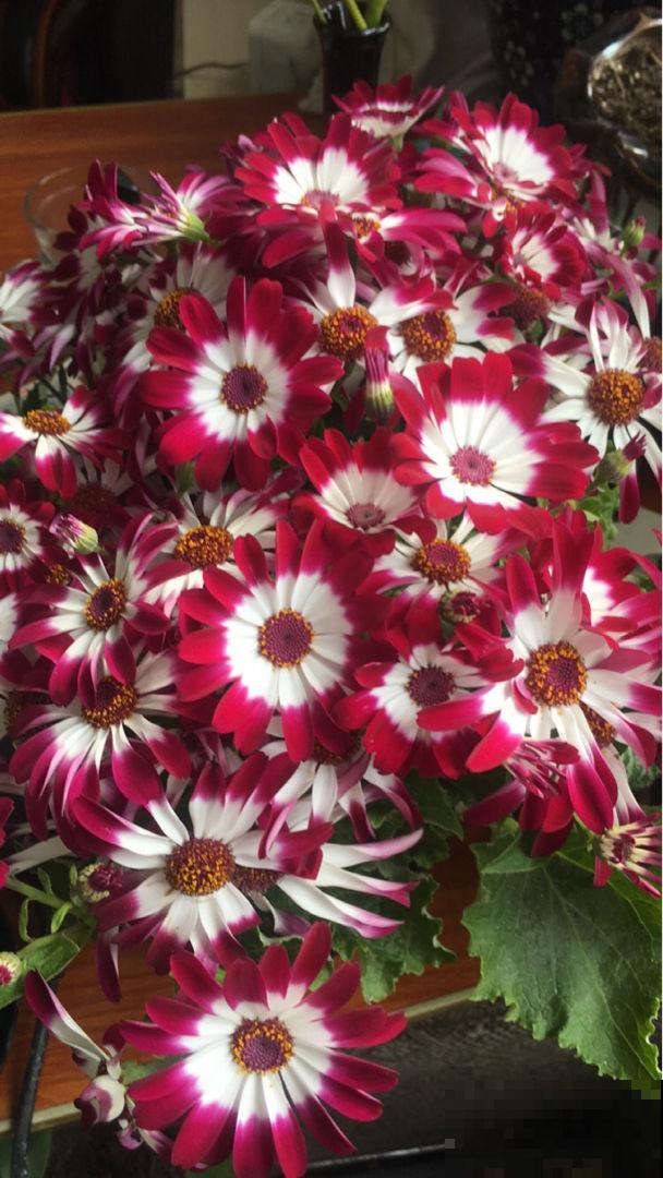 12月逛花市，买3种便宜花，10块钱能买3盆！