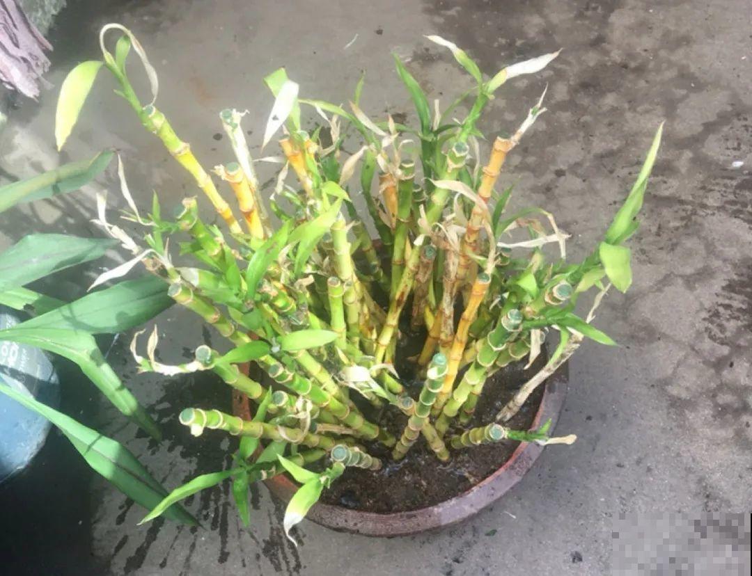 路边别人丢的大花盆，看着眼馋，好想捡回家