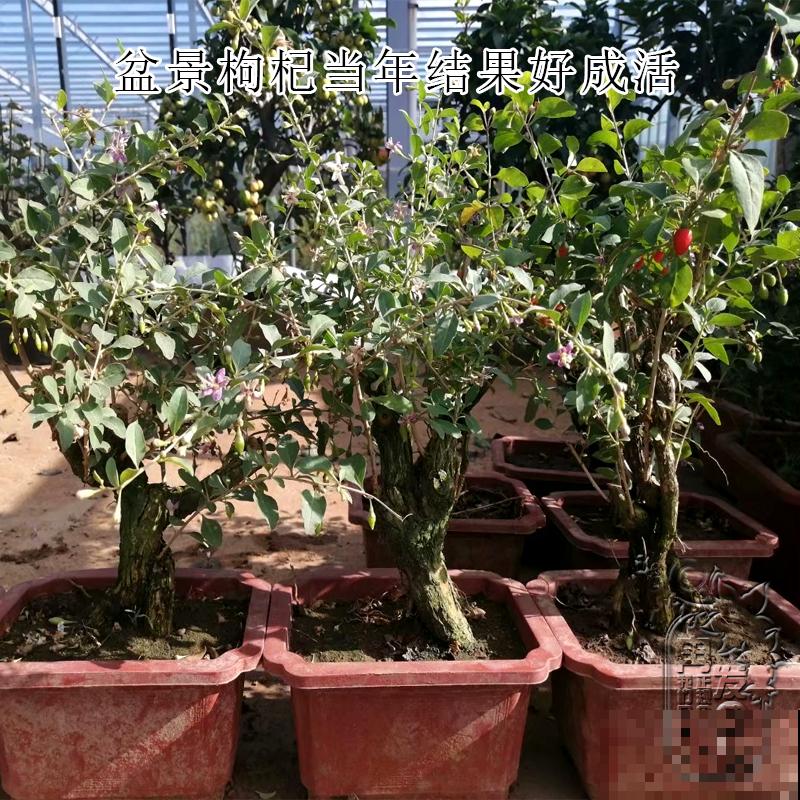 立春到，5种花长得超快，掐下嫩芽炒鸡蛋，喷香！