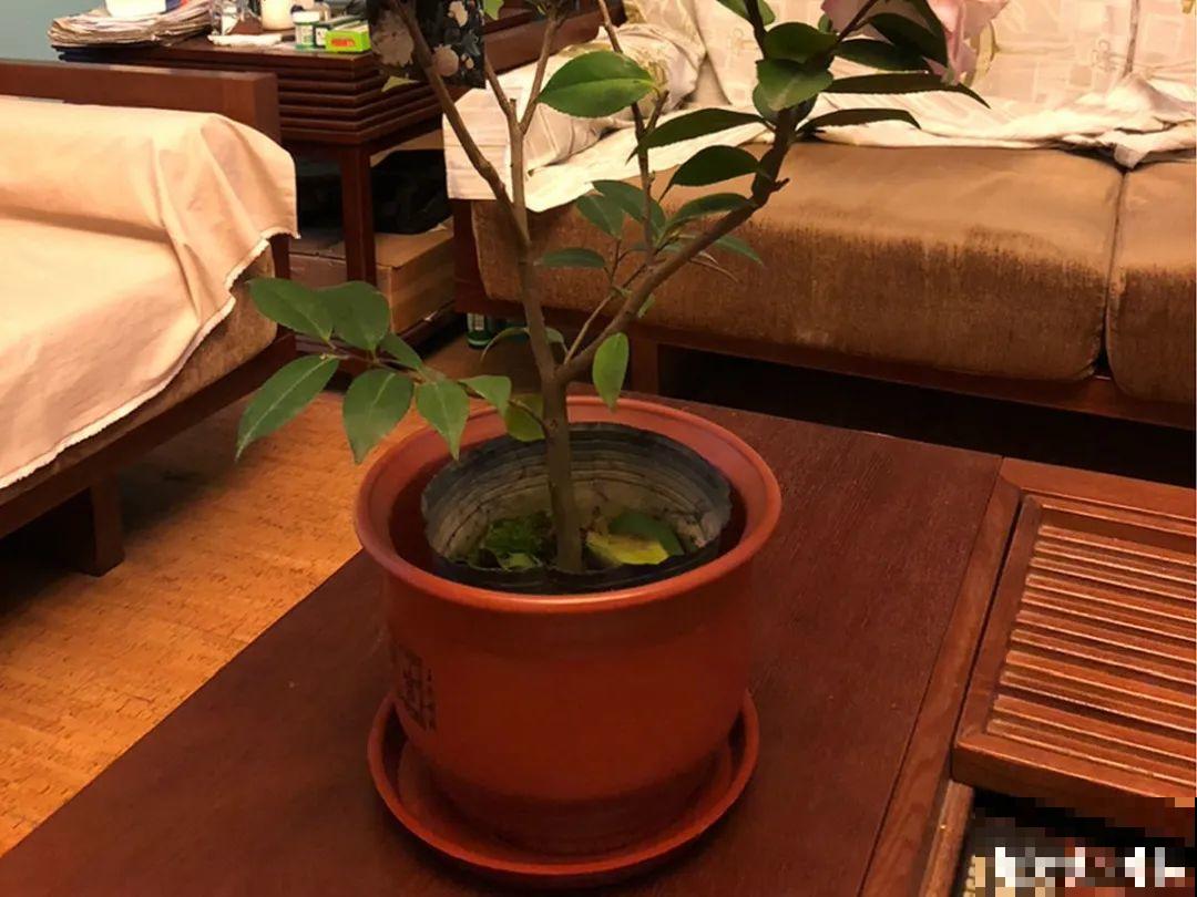 5种花不能换盆，一换就死，很难救回来