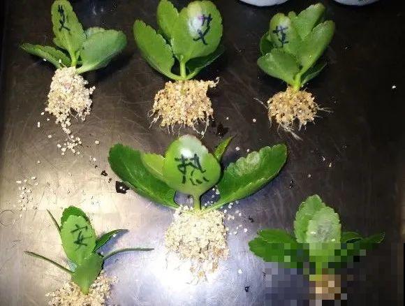 长寿花超全大养护，养爆盆的秘密，全在这里！