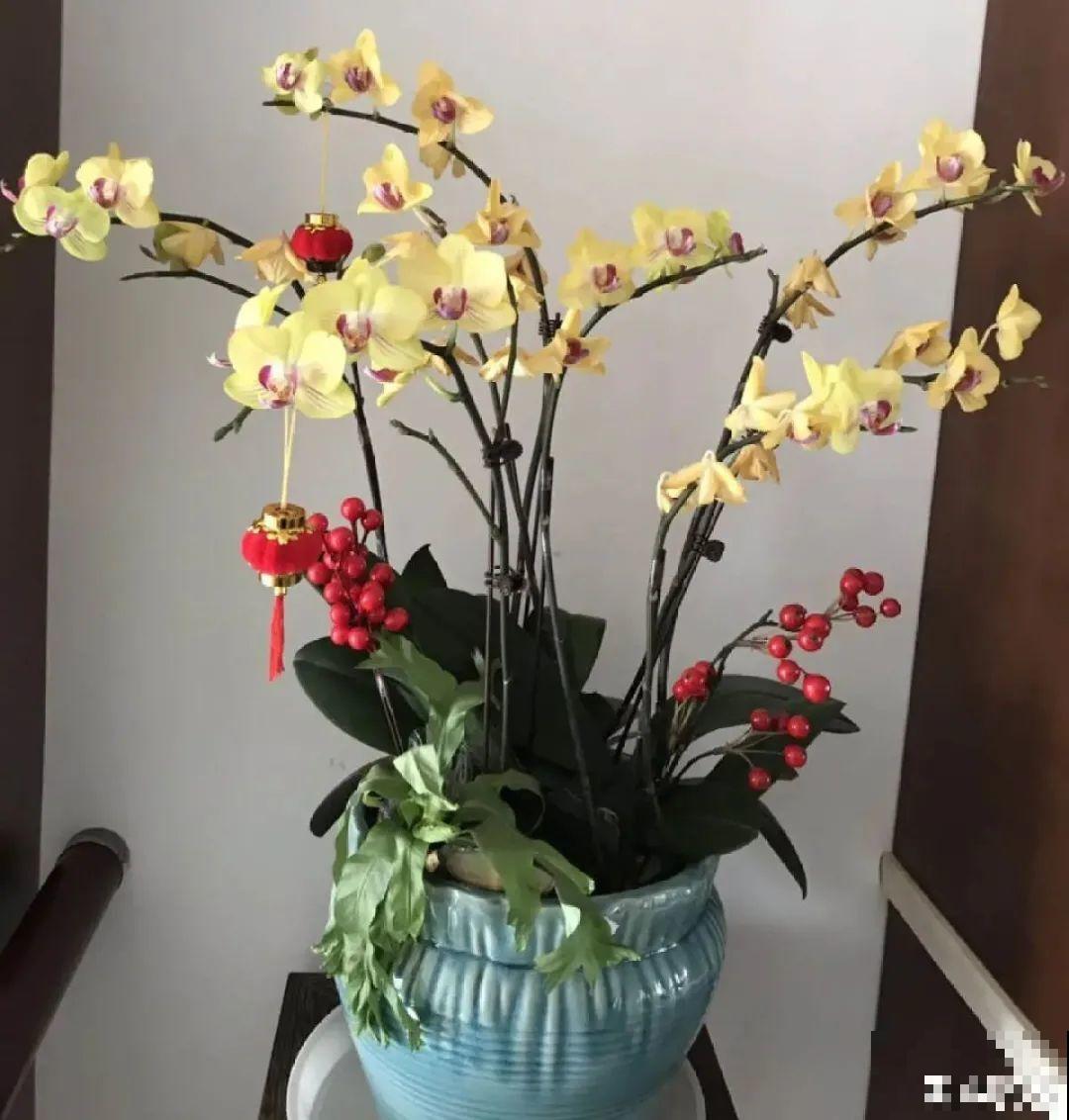 徒长的水仙，拦腰砍一刀，还能冒花苞