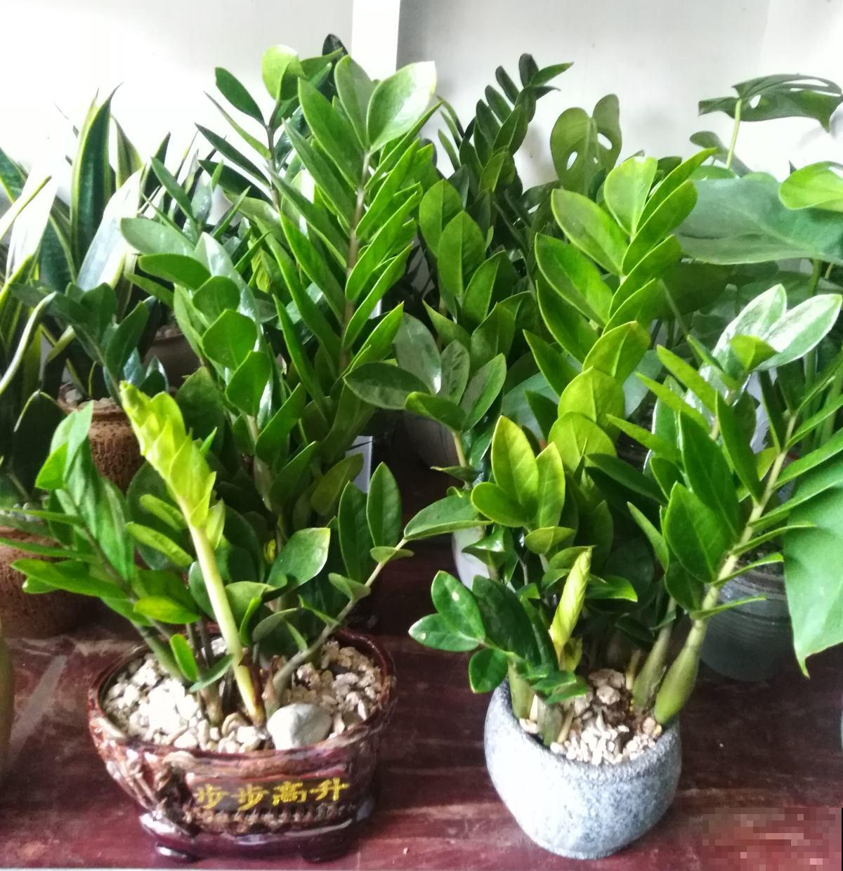 春天换盆,4件事儿要注意,不然植物都死了,只剩下空盆 春天换盆,4件事儿要注意,不然植物都死了,只剩下空盆