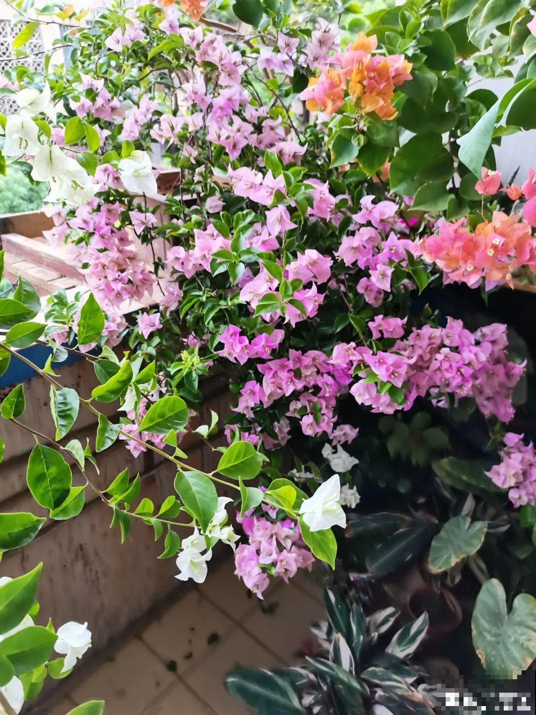 春天暖和了，6种花疯狂冒花苞，拦都拦不住