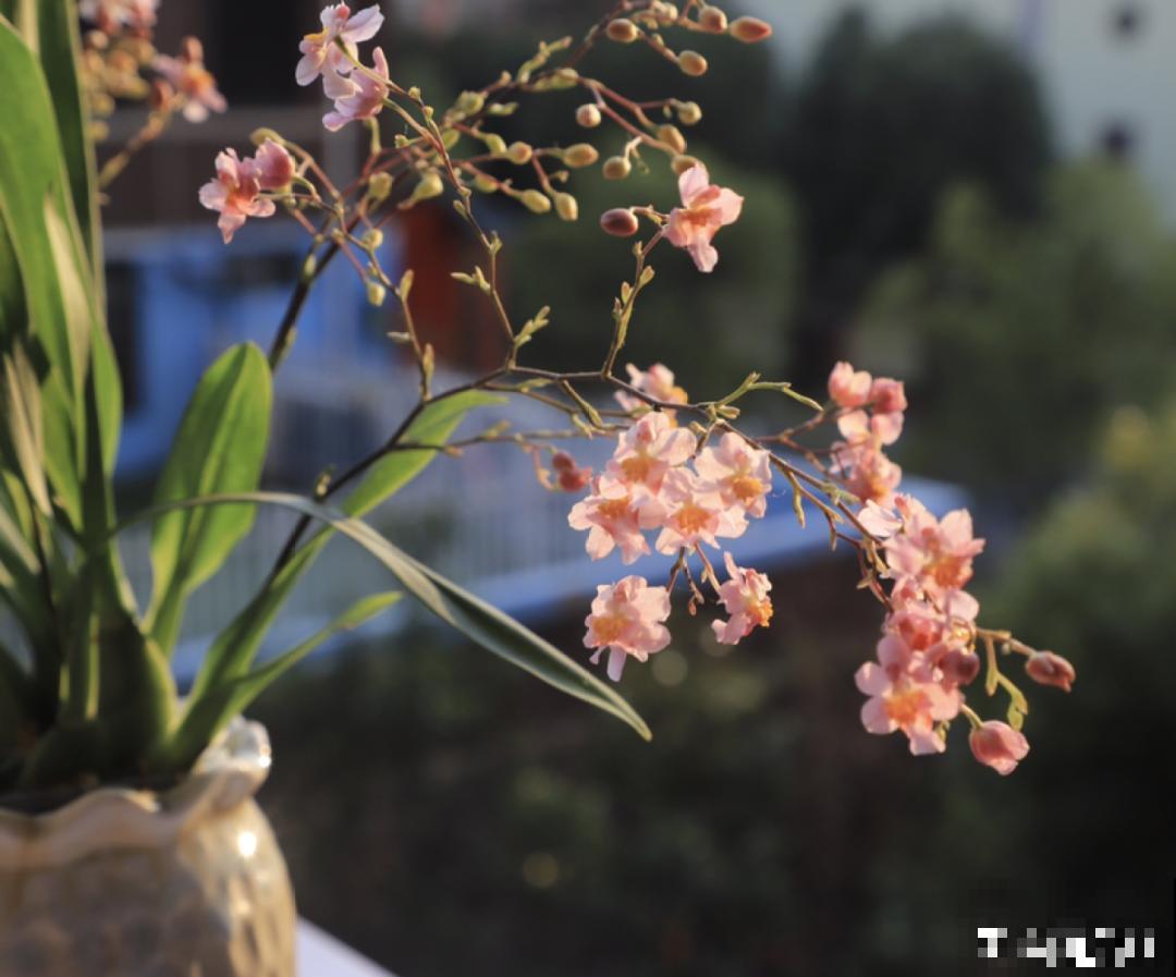 16种高颜值花，冬天耐寒不娇气，新手也能养爆盆